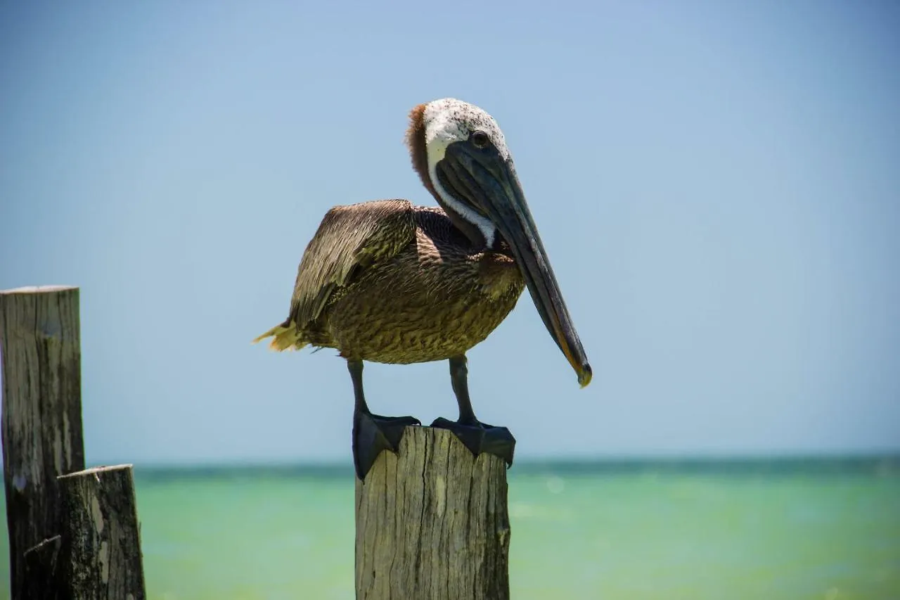 *** Hotel Golden Paradise Beach Isla Holbox Mexico
